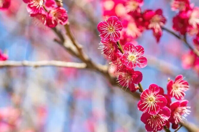 Izu Private Car Tour to Cherry Blossoms, Plum Blossoms from Tokyo - Whats Included and What to Consider