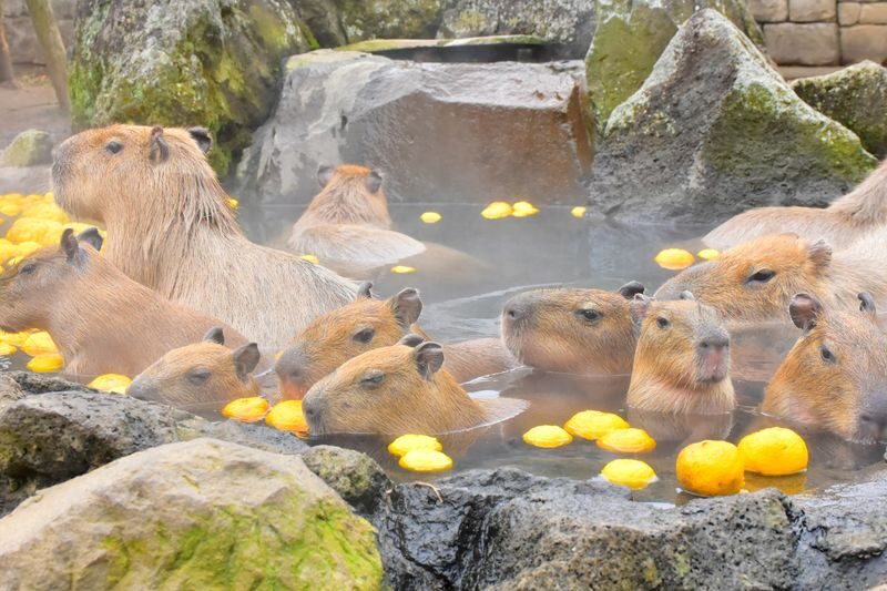 Izu Shaboten Zoo Ticket in Shizuoka - What makes a visit worthwhile
