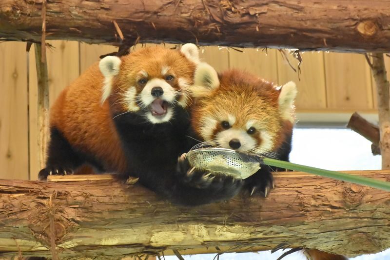 Izu Shaboten Zoo Ticket in Shizuoka - A boat ride, if it is running