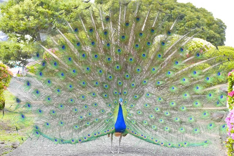 Izu Shaboten Zoo Ticket in Shizuoka - Getting there from Ito and planning your time