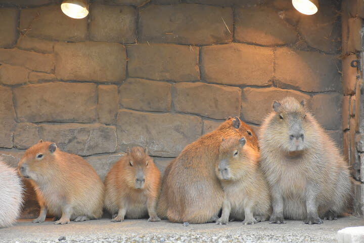 Izu Shaboten Zoo Ticket in Shizuoka - What the ticket includes, and what to watch for