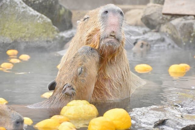Izu Shaboten Zoo Ticket in Shizuoka - Is Izu Shaboten Zoo worth the price?