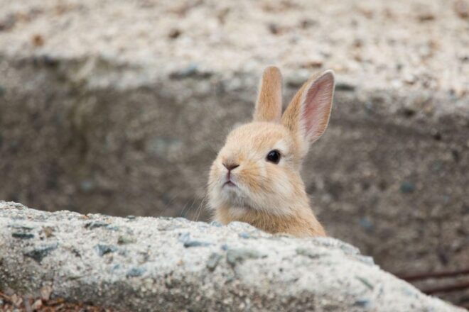 Izumo: 1 or 2 Day Car Rental - Important Information