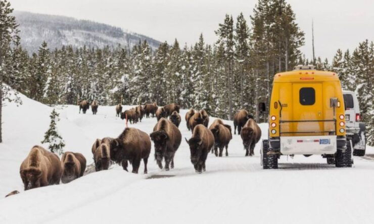 Jackson: 4-Day Grand Teton & Yellowstone Winter Tour - Activity Details