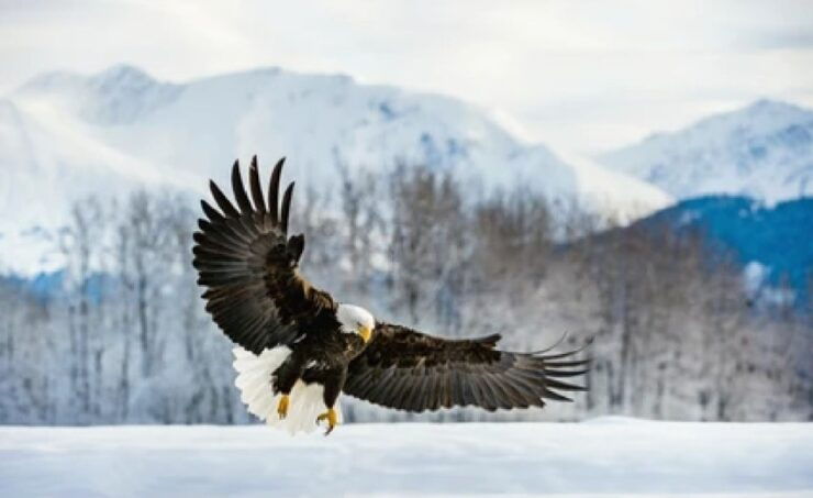 Jackson: 4-Day Grand Teton & Yellowstone Winter Tour - Wildlife and Nature Experiences
