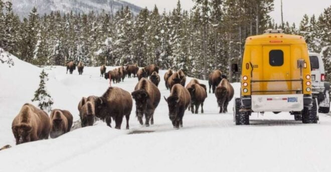 Jackson: 4-Day Grand Teton & Yellowstone Winter Tour - Day 1: Grand Teton National Park and the National Elk Refuge