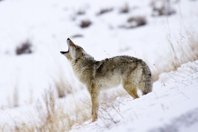 Jackson: 4-Day Grand Teton & Yellowstone Winter Tour - Day 3: Snowcoach Tour Into Yellowstone National Park
