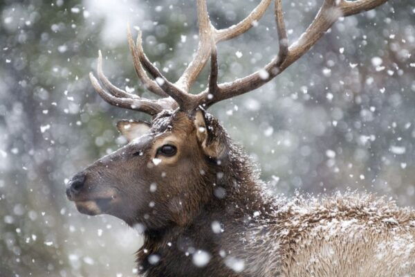 Jackson: 4-Day Grand Teton & Yellowstone Winter Tour - Day 4: West Yellowstone to Jackson Hole