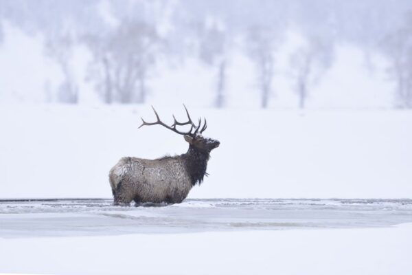 Jackson: 4-Day Grand Teton & Yellowstone Winter Tour - Hebgen Lake Earthquake of 1959