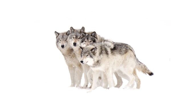 Jackson: 4-Day Grand Teton & Yellowstone Winter Tour - Tour The Sum Up