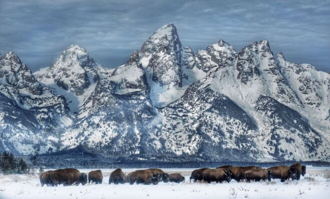Jackson: Grand Teton and National Elk Refuge Winter Day Trip - Full Description