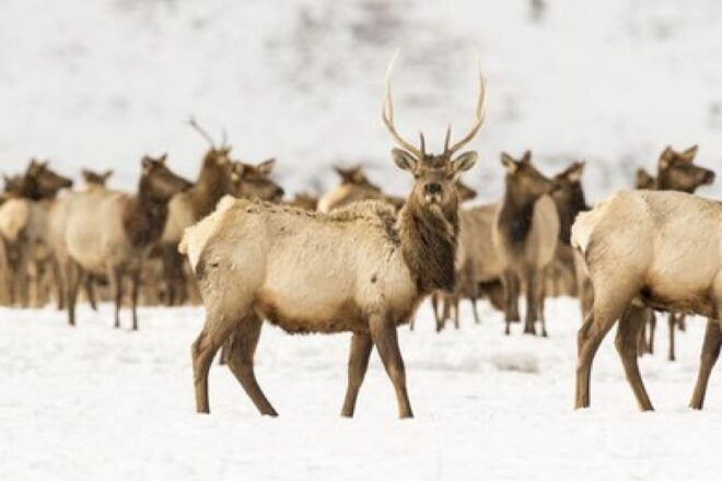 Jackson: Grand Teton and National Elk Refuge Winter Day Trip - Learning About the Geology