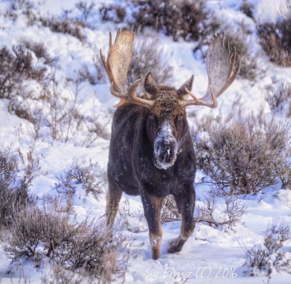 Jackson: Grand Teton and National Elk Refuge Winter Day Trip - Customer Reviews