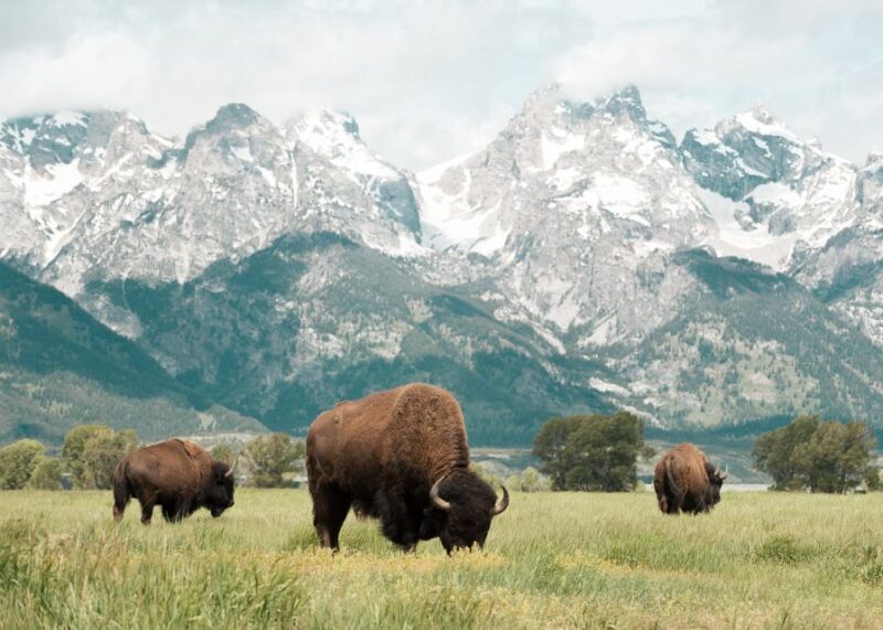 Jackson: Grand Teton National Park Guided Wildlife Tour - Equipment and Practicalities