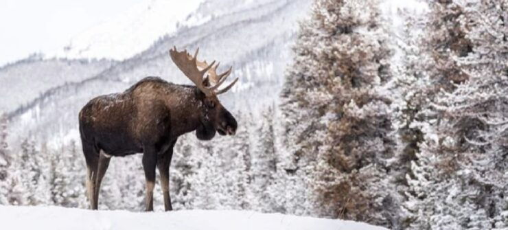 Jackson: Grand Teton & Native American Petroglyph Tour - Wildlife Encounters and Scenic Drives