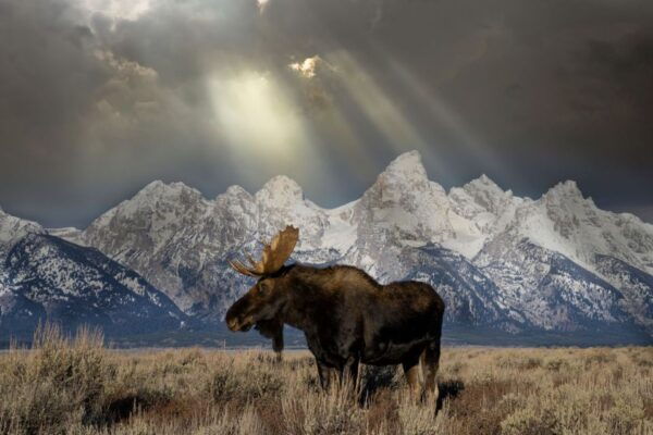 Jackson: Grand Teton & Native American Petroglyph Tour - Common Questions