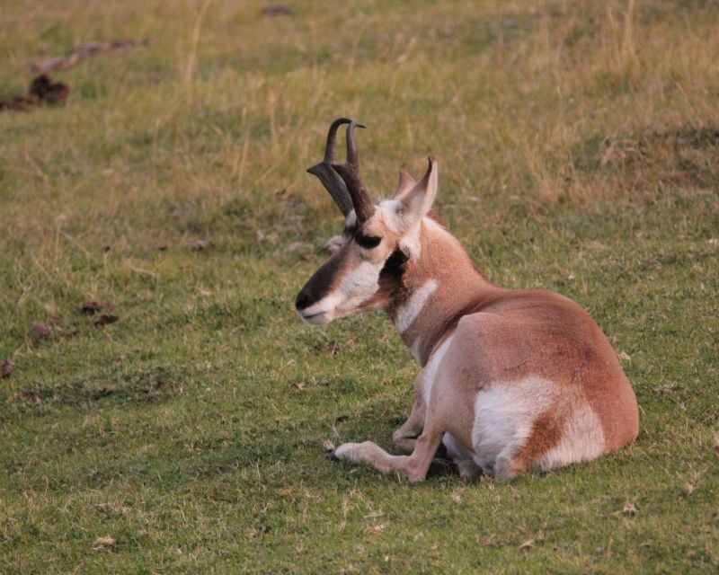 Jackson Hole 3-Day Guided Safari: Yellowstone & Tetons - Final Thoughts: Is It Worth It?