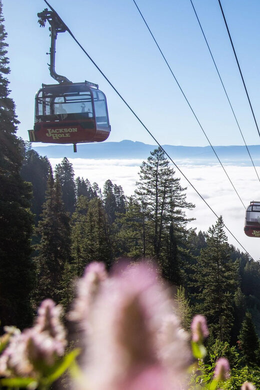 Jackson Hole: Aerial Tram and Gondolas Sightseeing - What to Expect on the Jackson Hole Aerial Tram Experience