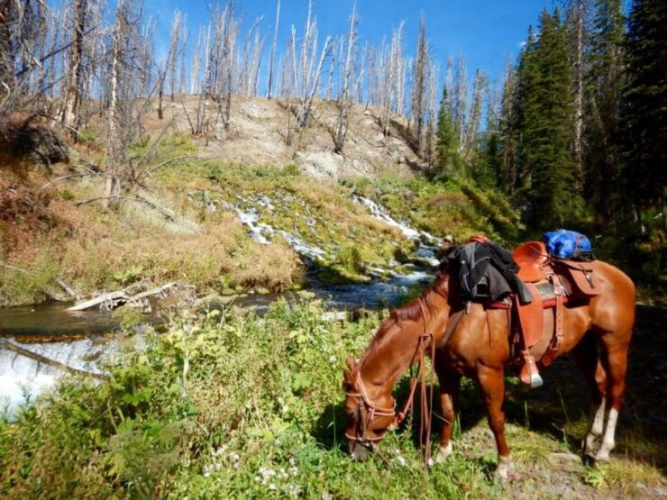 Jackson Hole: Dinner Cookout & Bridger-Teton Horseback Ride - Good To Know