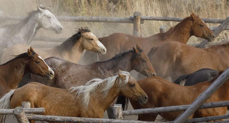 Jackson Hole: Dinner Cookout & Bridger-Teton Horseback Ride - Experience Highlights