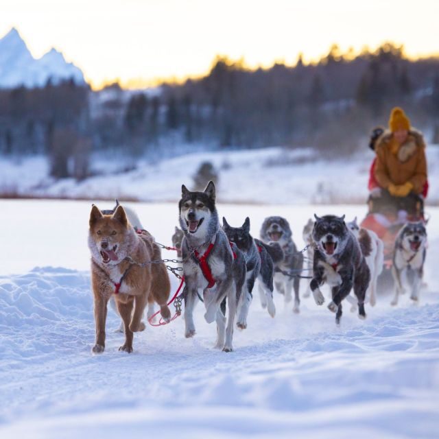 Jackson Hole: Dogsledding Tour with Hot Chocolate - Is It Worth the Price?