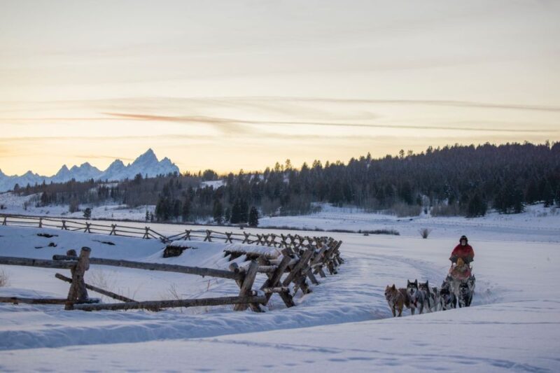 Jackson Hole: Dogsledding Tour with Hot Chocolate - Final Thoughts: Is This Tour for You?