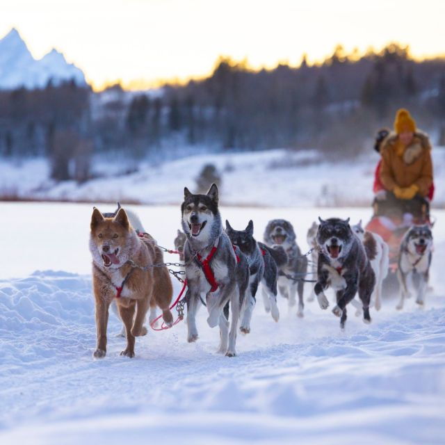 Jackson Hole: Dogsledding Tour With Hot Chocolate - Activity Details and Information