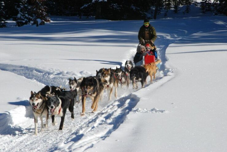 Jackson Hole: Dogsledding Tour With Hot Chocolate - Experience Highlights
