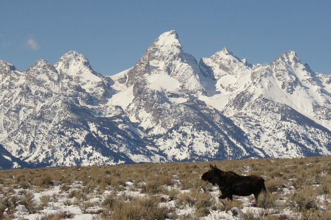 Jackson Hole & Grand Teton Park - Full-Day Wildlife Tour - Expert Guides and Their Role in Wildlife Spotting