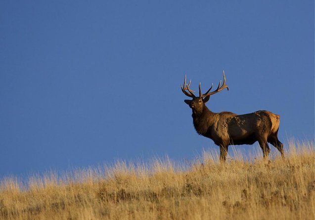 Jackson Hole & Grand Teton Park - Half-Day Wildlife Tour - Morning - Tour Highlights