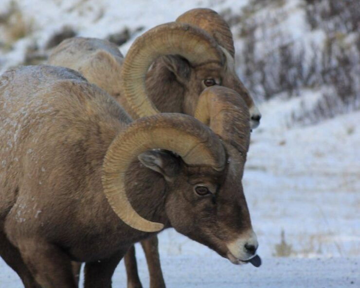 Jackson Hole : Grand Teton Winter Wildlife Tours For 1 To 4 - Experience