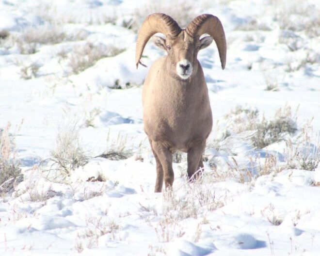 Jackson Hole : Grand Teton Winter Wildlife Tours For 1 To 4 - Wildlife Viewing and Photo Opportunities