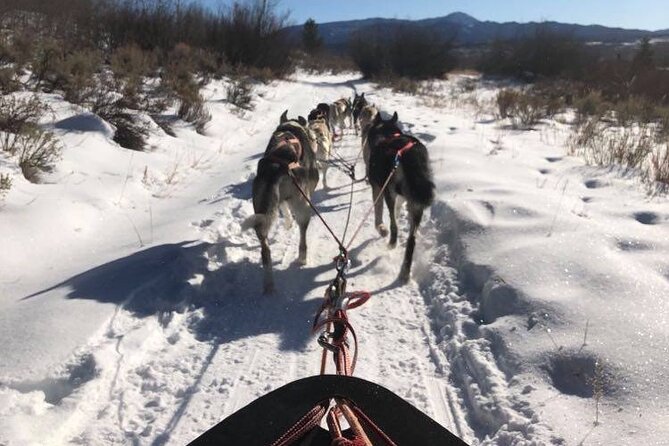 Jackson Hole Half-Day Small-Group Dogsled and Snowmobile Tour - Contact Viator for Inquiries