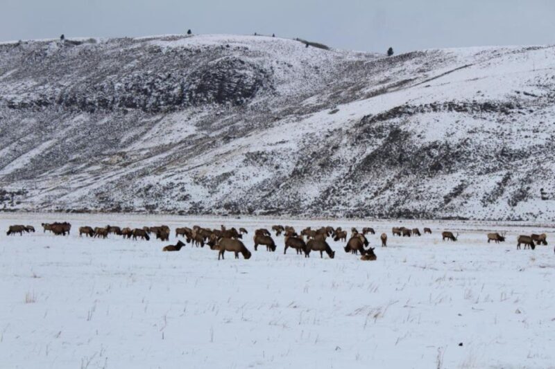 Jackson Hole: National Elk Refuge Sleigh Ride - An Authentic Winter Journey in Jackson Hole