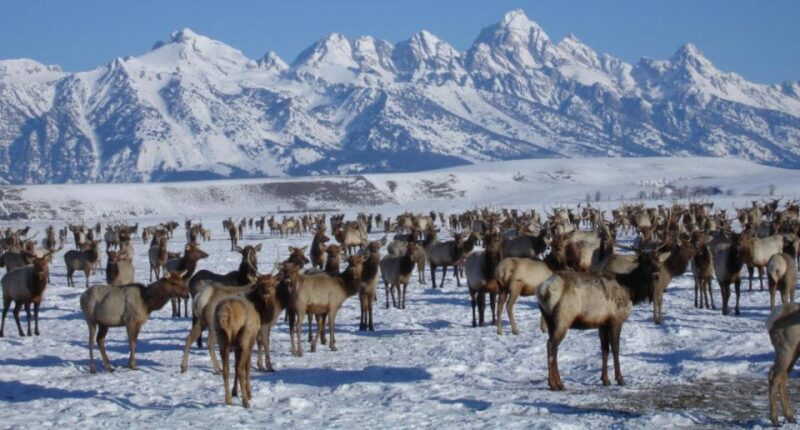 Jackson Hole: National Elk Refuge Sleigh Ride - Who Will Love This Tour?