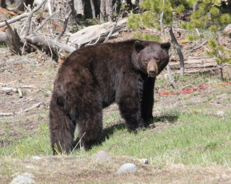 Jackson Hole: Yellowstone Lower Loop Upper Loop 2-Day Tour - Tour Details and Information