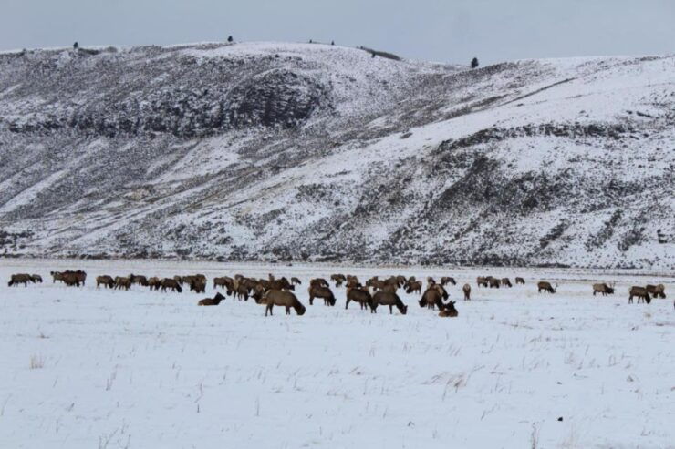 Jackson: National Elk Refuge Sleigh Ride - Activity Details