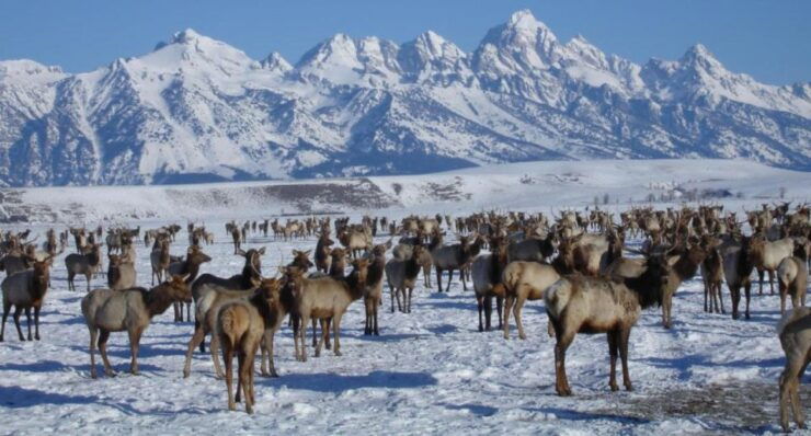 Jackson: National Elk Refuge Sleigh Ride - Experience Highlights
