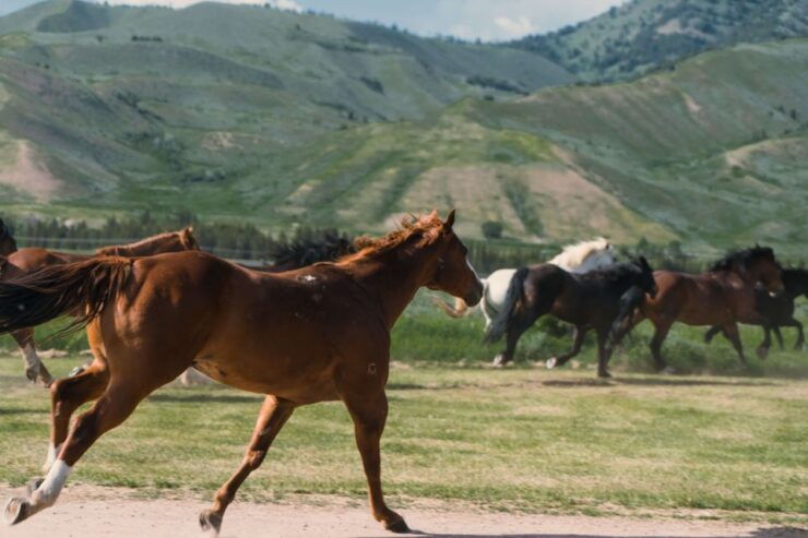 Jackson Signature 1/2 Day Ride Horseback Tour With Lunch - Activity Details and Options