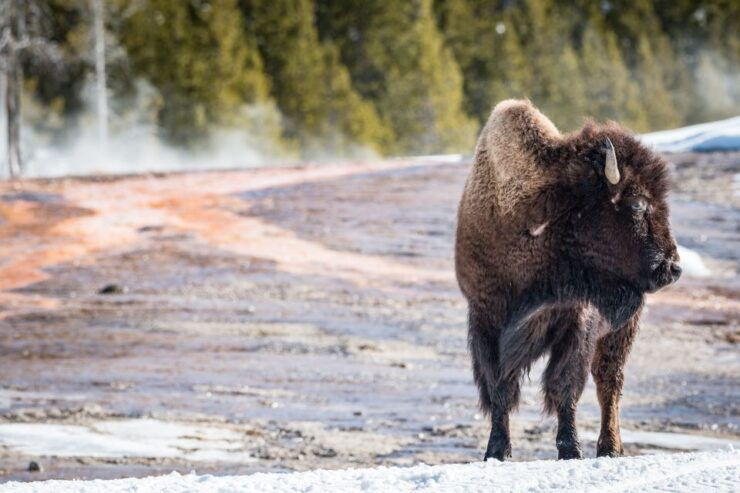 Jackson: Yellowstone Snowcoach Tour to Old Faithful - Experience Highlights