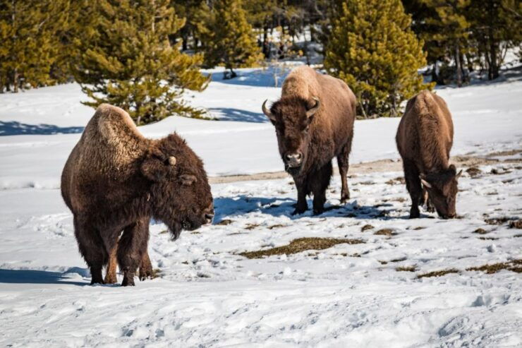 Jackson: Yellowstone Snowcoach Tour to Old Faithful - Activity Details