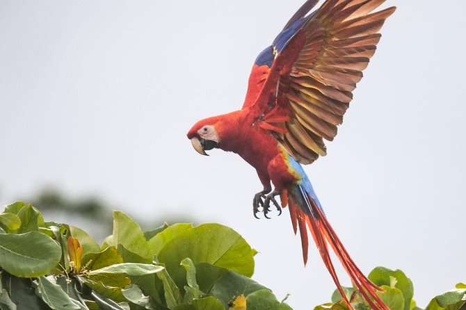 Jaco Birdwatching and Photography With Sergio - Sergios Expertise