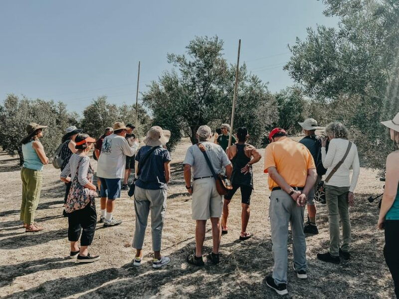 Jaén: Guided Olive Grove Tour - Good To Know