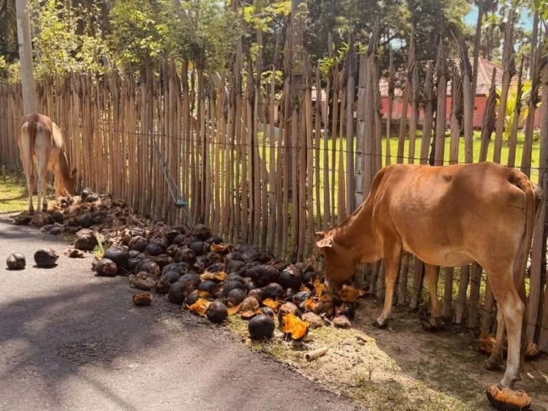 Jaffna City Tuk Tuk Adventure  Explore Like a Local! - Good To Know