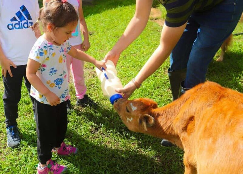 Jaffna: Cow Milking and Dairy Farm Experience - Hands-On Cow Milking and Buffalo Curd Making
