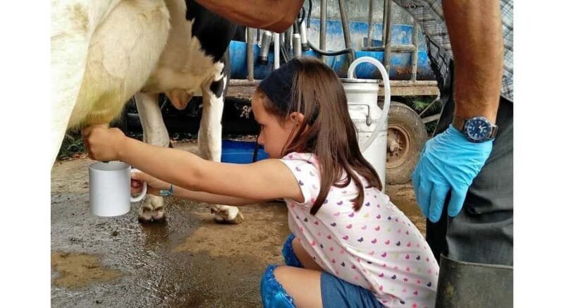 Jaffna: Cow Milking and Dairy Farm Experience - Discovering Jaffna’s Dairy Life: A Hands-On Experience