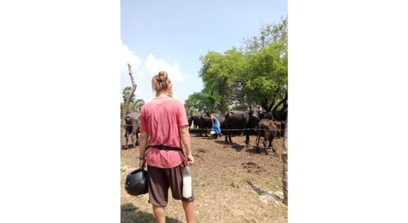 Jaffna: Cow Milking and Dairy Farm Experience - Detailed Tour Breakdown