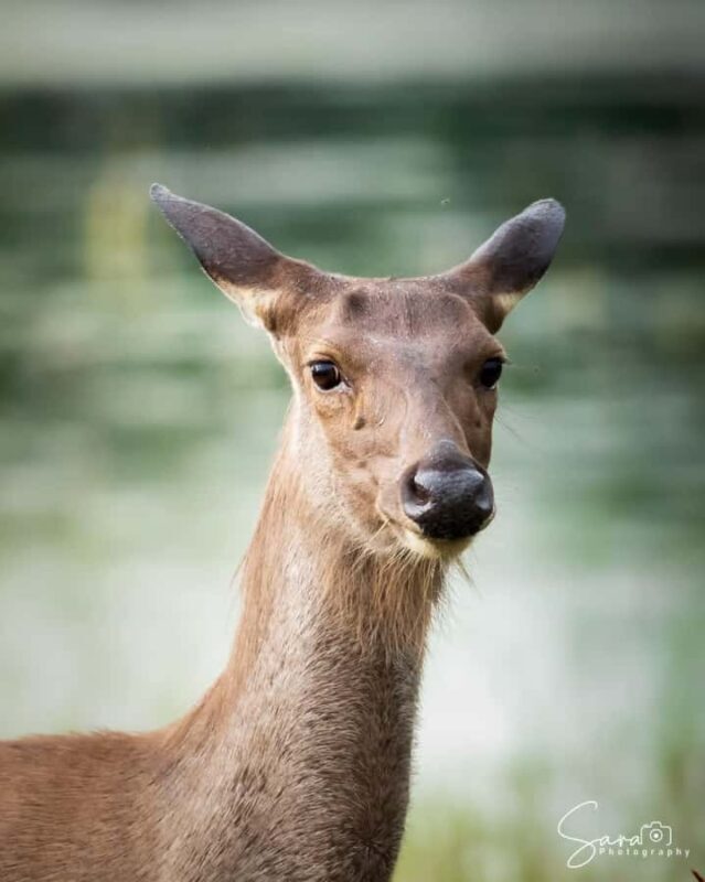 Jaffna: Guided Birdwatching Tour with Expert Naturalist - An In-Depth Look at the Jaffna Birdwatching Tour