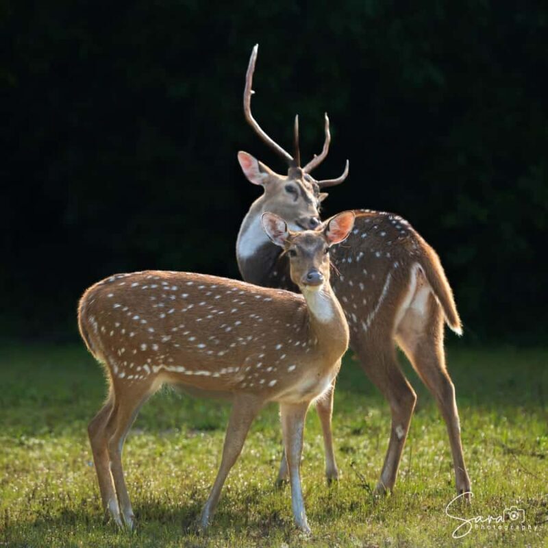 Jaffna: Guided Birdwatching Tour with Expert Naturalist - FAQs