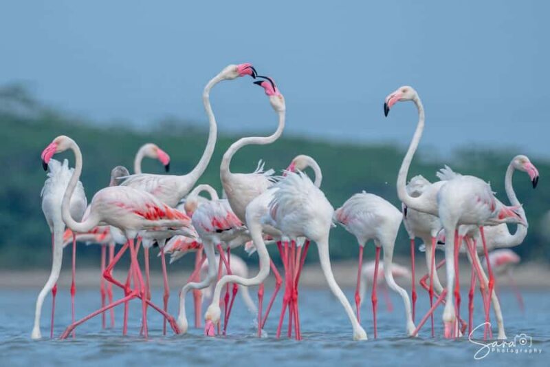 Jaffna: Guided Birdwatching Tour with Expert Naturalist - What You Can Expect at Each Stop  